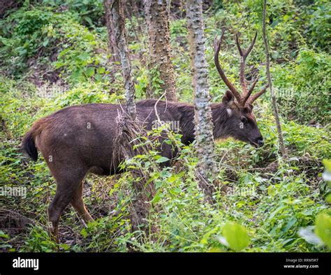Sambar Deer At Chitwan National Park In Nepal Stock Photo Alamy