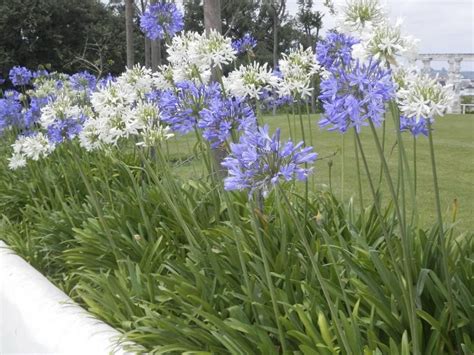 This also explains the reason why most of the imported evergreen agapanthus came from certain parts of although it's best planted in milder areas and sunny season, agapanthus peter pan can endure the coldness of fall and winter seasons. 20 AGAPANTHUS BLUE Lily of the Nile / Perennial Evergreen ...