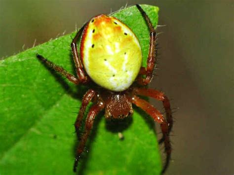Oregon Spiders Pictures And Spider Identification Help Green Nature