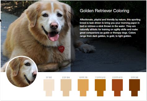 What Determines The Color Of A Dog