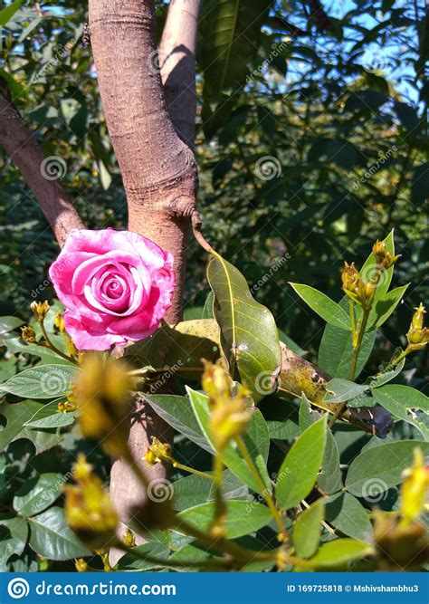 A Rose Flower Which Is Very Beautiful And Attractive To Look At Stock