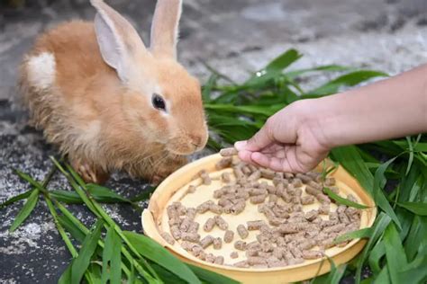 What To Feed Baby Rabbits Simplyrabbits Rabbit Care