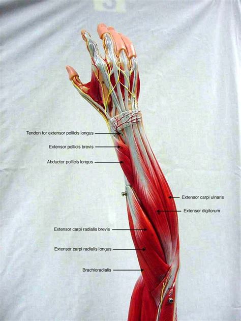 Human Arm Bone Anatomy Human Arm Skeletal Anatomy Pack Vector
