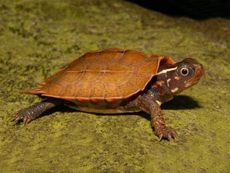 Vietnamese Wood Turtles For Sale From The Turtle Source Wood Turtle