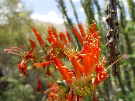 21 Desert Plants That Flower Nursimajade