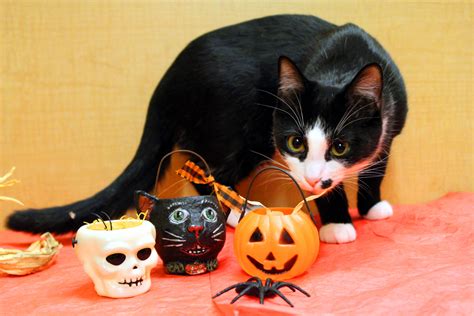 A Cat Safe Halloween Is A Happy Halloween Cat Tales