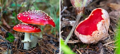 10 Red Mushroom Species With Pictures