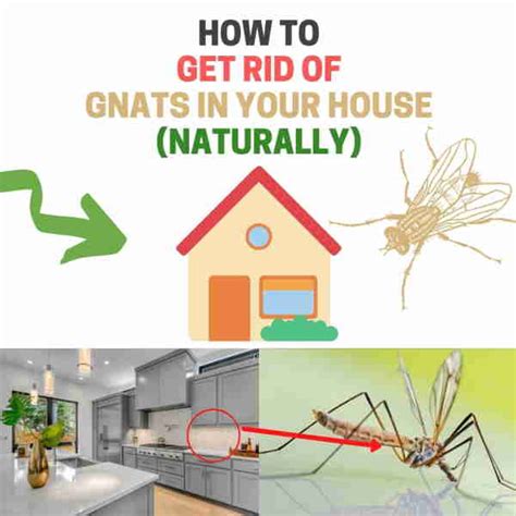 How To Get Rid Of Gnats Inside The House Diy Remedies Bugwiz