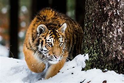 Siberian Tiger Expedition Russia Wild Russian East