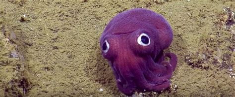 Purple Squid Meet This Weird And Striking Creature