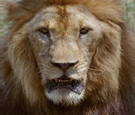 Close Up Face Of Male Lion Dangerous African Safari Animals King Stock