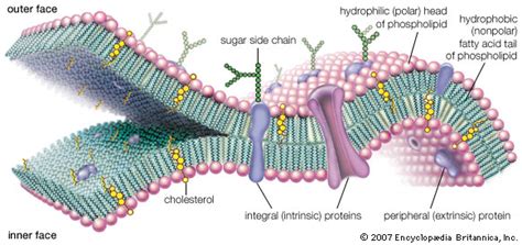 However, first we'll consider what the typical structures of most animal cells are. cell membrane | Definition, Function, & Structure ...