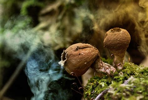 Magic Mushroom Spores Is Important On Your Success Learn This To