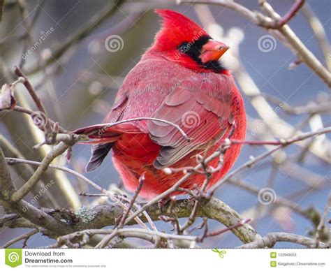 Red Northern Cardinal Perched On Branches Stock Image Image Of