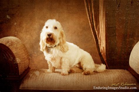 Enduring Images Photography Studio Dog Portrait Studio Dog