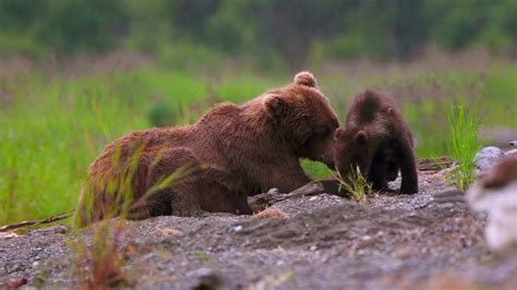 grizzly bear mom is all of us as she wrangles cute but exhausting cubs youtube