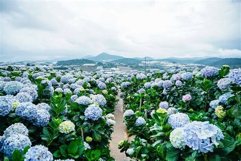 Discovering Dalat The List Of The Best 15 Attractions