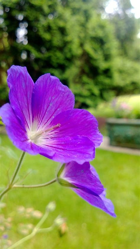 Purple Geranium Mas Garden