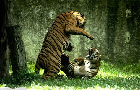 Two Tigers Playing With Each Other In The Grass