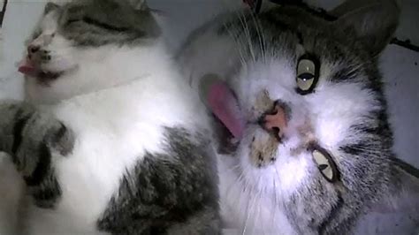 Cute Cat Sticking Its Tongue Out Youtube