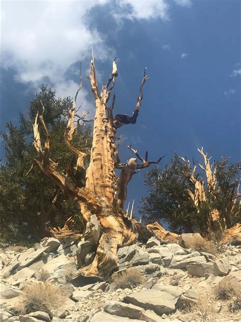 Exploring The Ancient Bristlecone Pine Forest