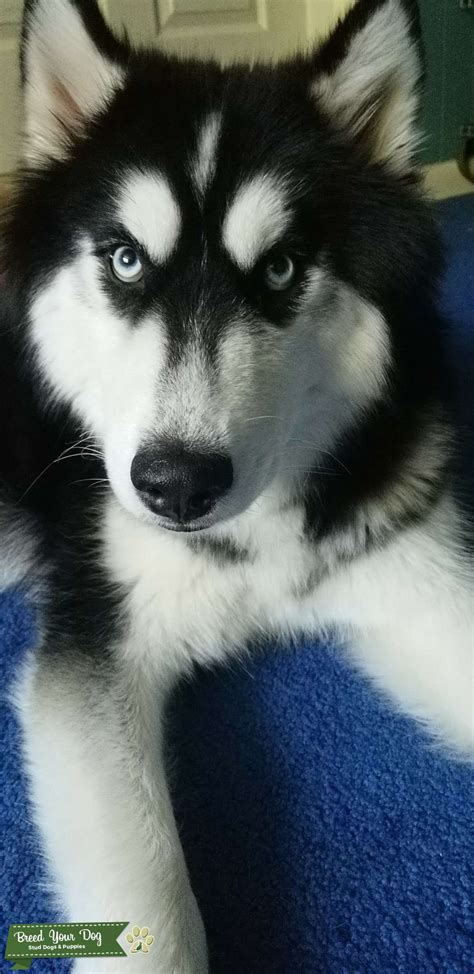 • how big do samoyeds get? Stud Dog - Male Siberian Husky - Rare Markings - Breed ...