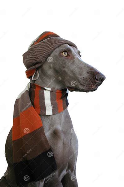 Dog With Hat And Scarf Stock Photo Image Of Frostiness 2025400