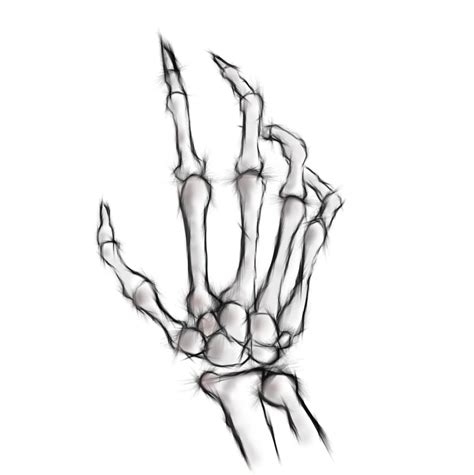 Bone Hand Drawing At Getdrawings Free Download
