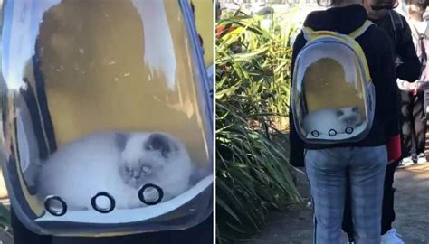 Cute funny animals cute cats funny cats animals and pets baby animals ways to cuddle gato animal video chat funny drawings. Woman carries cat up Mount Maunganui in clear backpack ...