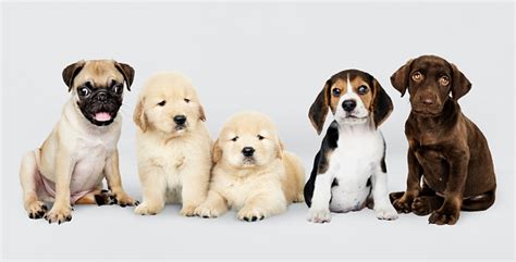 Group Portrait Of Five Adorable Puppies Stock Photo Download Image