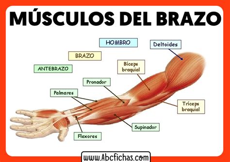 Anatom A Y M Sculos Del Brazo Abc Fichas