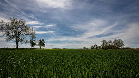 Green Grass Field Landscape View Of Trees Under White Clouds Blue Sky