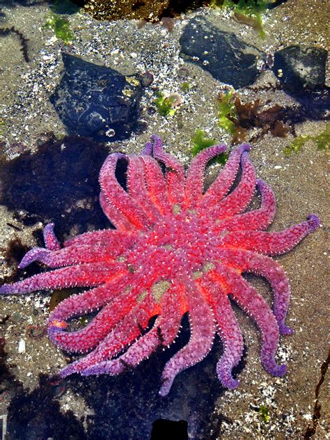 Sunflower Star Found In A Tidepool During This Mornings Low Tide