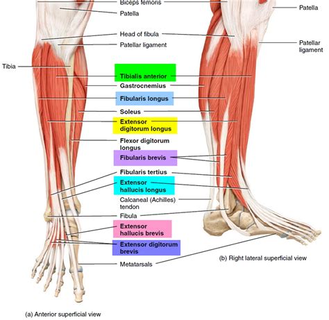 Leg Anatomy Muscles