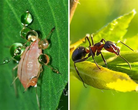 Les Astuces Naturelles Pour Lutter Contre Les Fourmis Et Pucerons Au