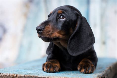 Are Dachshunds Easy To Train I Love Dachshunds