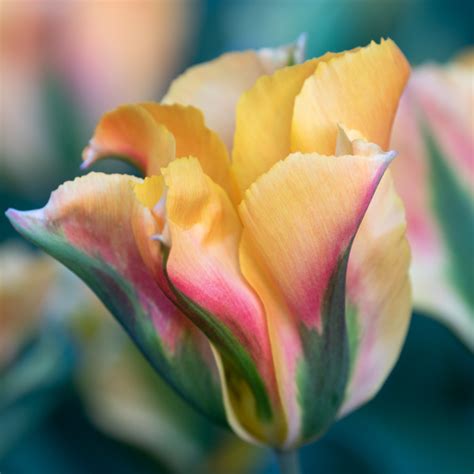 Golden Artist Tulipssingle Late Tulip Bulbs
