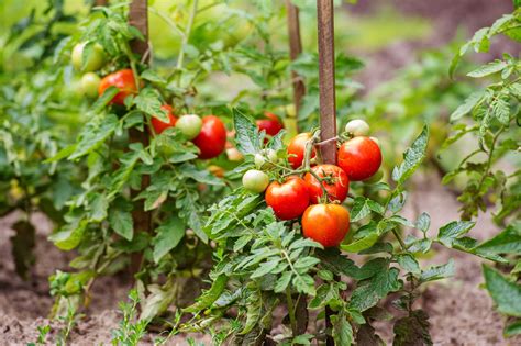 How To Grow Tomato Tree Tomato Plant Care Guide Cherry Blossom