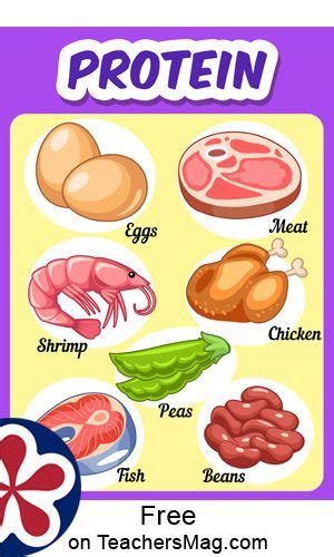 Protein Free Food Group Posters Food Groups For Kids Group Meals