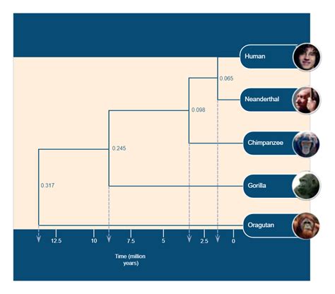 Phylogeny Tree Of Human Evolution