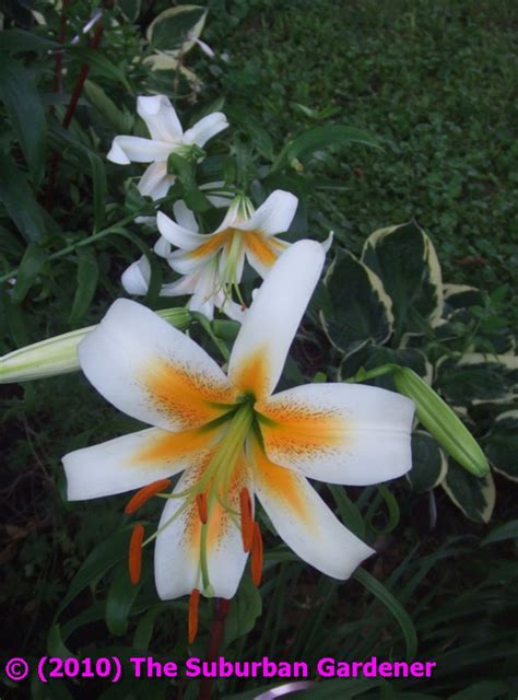 The Suburban Gardener Aurelian Lily White Henryi
