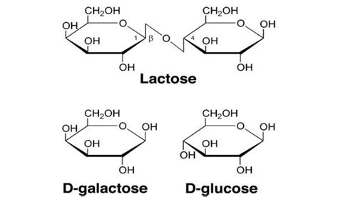 Galactose Plus Glucose Lactose Plus Water
