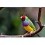 Study Reveals Why Gouldian Finches Have Kept Their Vibrant Plumage 