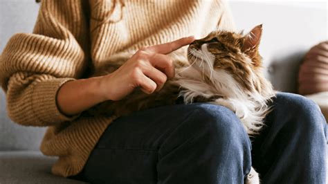 How Do Cats Recognise Their Owners Wamiz