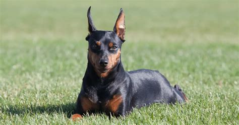Miniature Pinscher Dog Breed Info Guide And Care