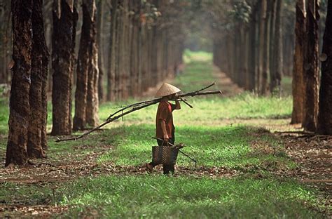 Bab.la is not responsible for their content. Ladang Getah | Flickr - Photo Sharing!