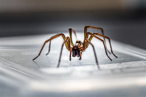 Diese kleinen kreaturen tun uns nichts, aber sorgen trotzdem für so einige schlaflosen nächte. So vertreiben Sie Spinnen aus Ihrem Haus - DerVertreiber.de