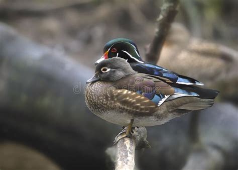 Wood Duck Male And Female Aix Sponsa Stock Image Image Of