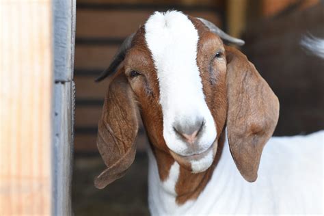 Goats | Farm Animals - Farm Sanctuary