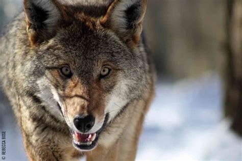 Red Wolf Betrayal | Defenders of Wildlife